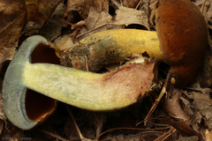 Boletus vermiculosus