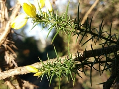 Ulex jussiaei