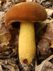 Boletus vermiculosus