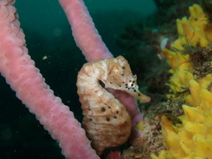 Hippocampus abdominalis