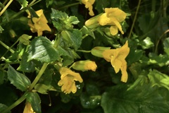 Erythranthe lutea
