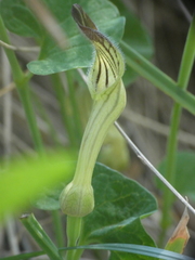Aristolochia clusii