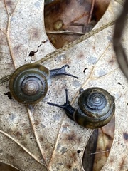 Gastrodontidae
