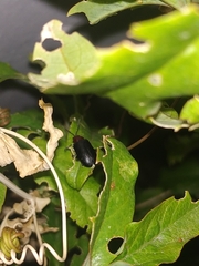 Cacoscelis nigripennis
