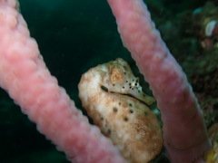 Hippocampus abdominalis