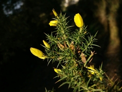 Ulex jussiaei