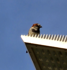 Passer domesticus
