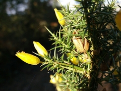 Ulex jussiaei