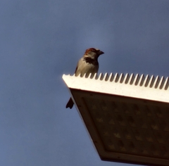 Passer domesticus