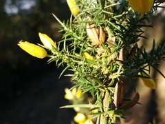 Ulex jussiaei