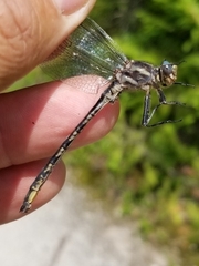 Phanogomphus spicatus