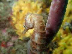 Hippocampus abdominalis