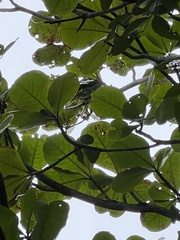 Treron formosae medioximus