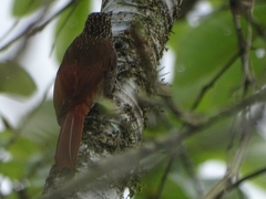 Lepidocolaptes souleyetii