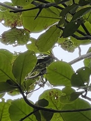 Treron formosae medioximus