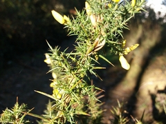 Ulex jussiaei