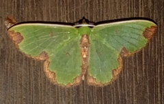 Synchlora