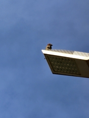 Passer domesticus