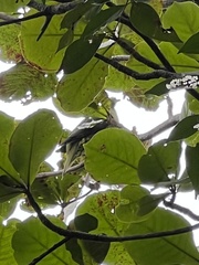 Treron formosae medioximus