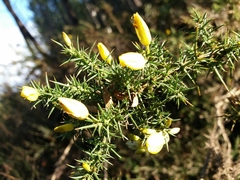Ulex jussiaei