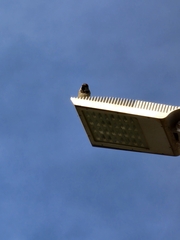 Passer domesticus
