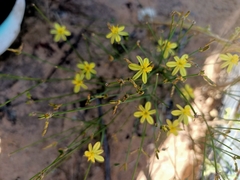 Tricoryne tenella