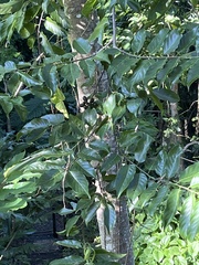 Cananga odorata