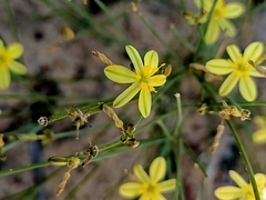 Tricoryne tenella