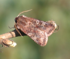 Cerastis leucographa