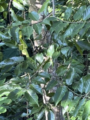 Cananga odorata
