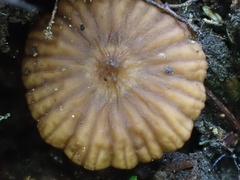 Lactifluus ochrogalactus