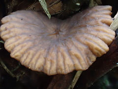 Lactifluus ochrogalactus