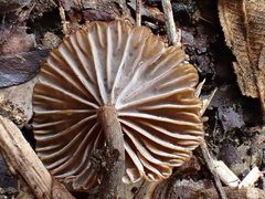 Lactifluus ochrogalactus