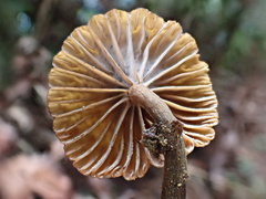 Lactifluus ochrogalactus