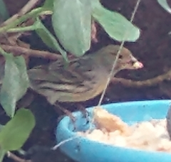 Serinus canaria