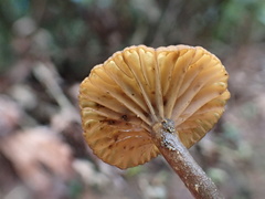 Lactifluus ochrogalactus