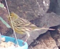 Serinus canaria