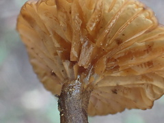 Lactifluus ochrogalactus