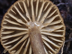 Lactifluus ochrogalactus