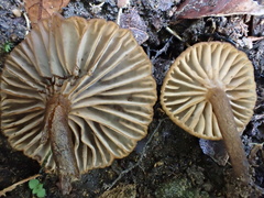 Lactifluus ochrogalactus