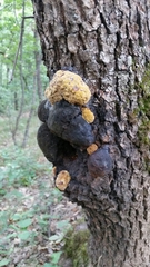 Fungi