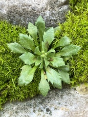 Draba verna