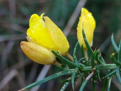 Ulex jussiaei