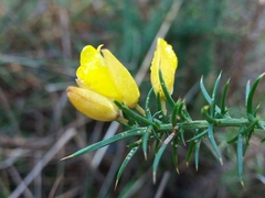 Ulex jussiaei