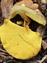 Aureoboletus innixus
