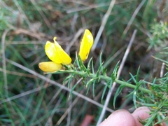 Ulex jussiaei