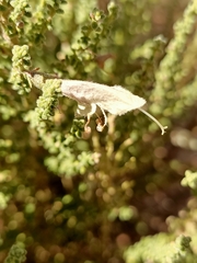 Prostanthera serpyllifolia microphylla