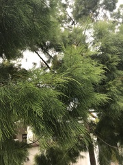 Casuarina equisetifolia