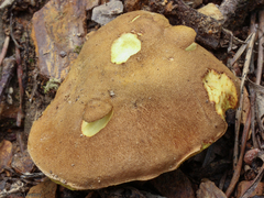 Aureoboletus innixus