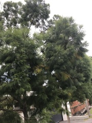 Casuarina equisetifolia